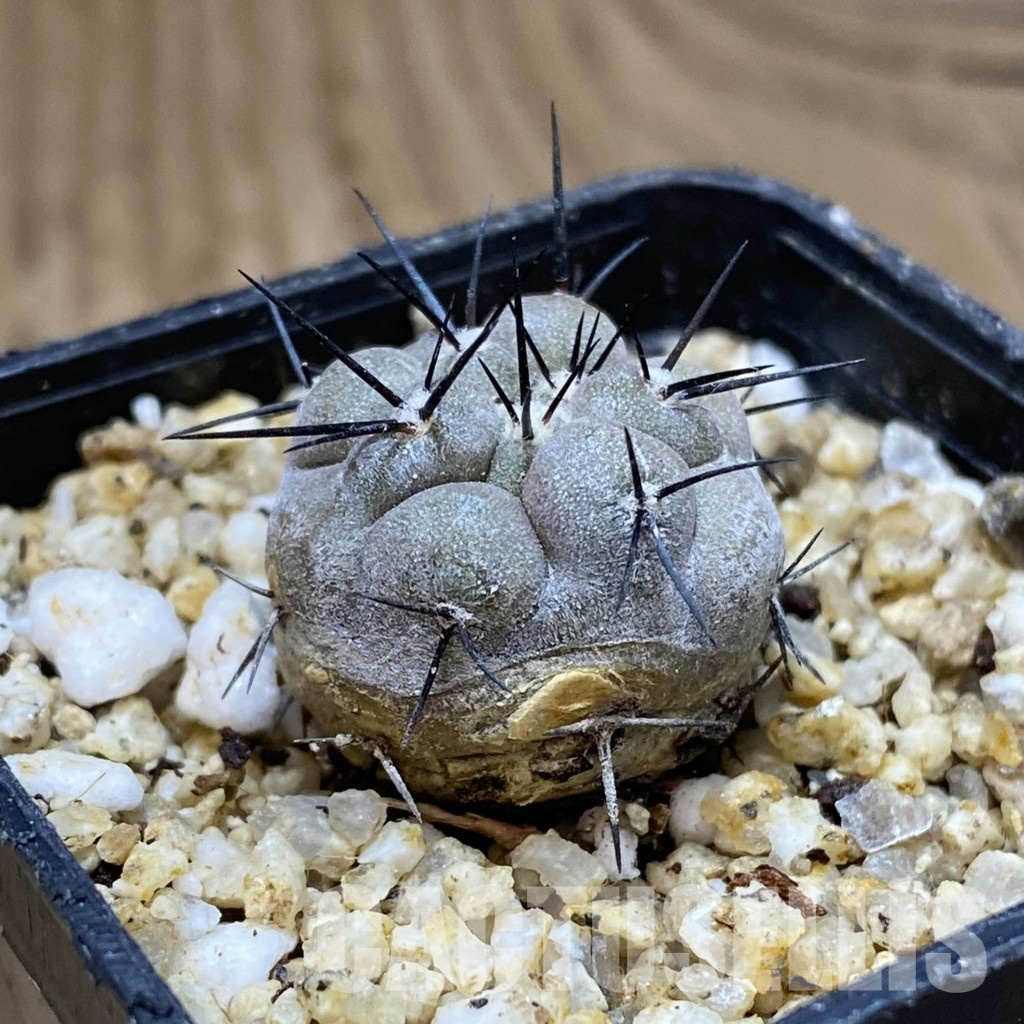 SH30356 Copiapoa cinerea -Perales- – Image 2