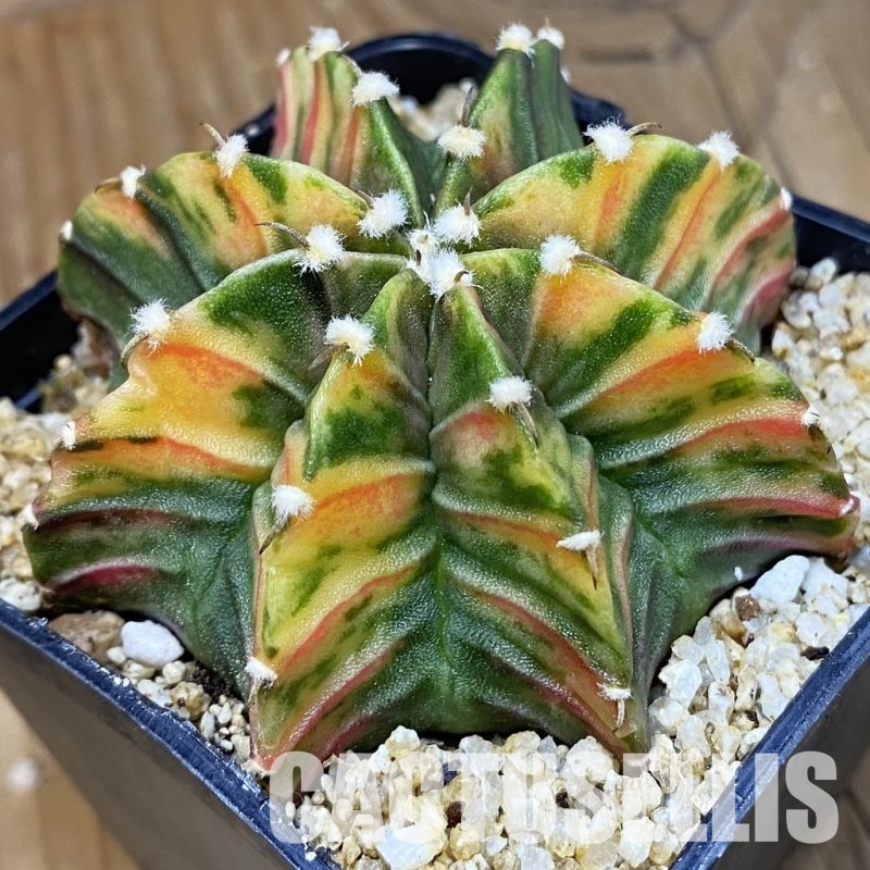 SH30402 Gymnocalycium friedrichii LB f. variegata, seedling