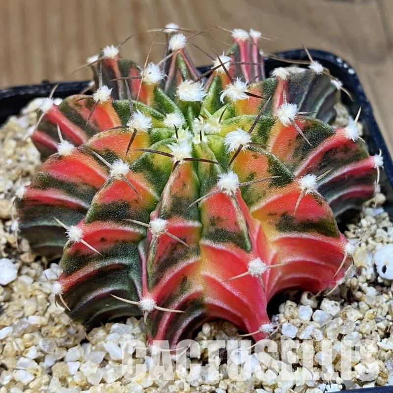 SH30403 Gymnocalycium friedrichii LB f. variegata, seedling