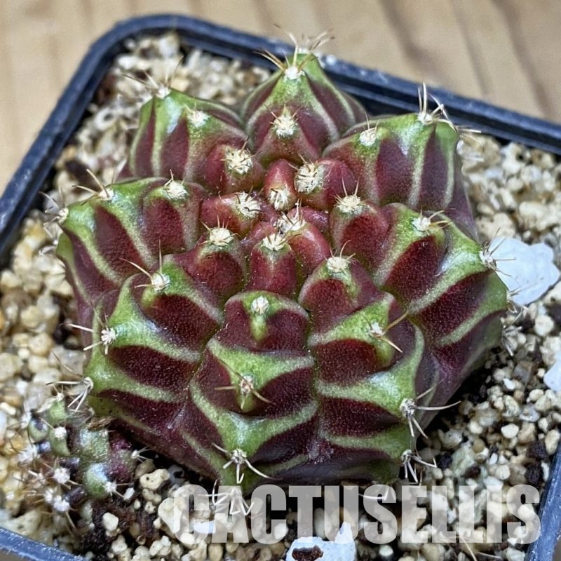 SH30404 Gymnocalycium mihanovichii 'Red Star'