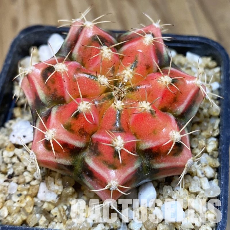 SH30406 Gymnocalycium mihanovichii f. variegata, seedling