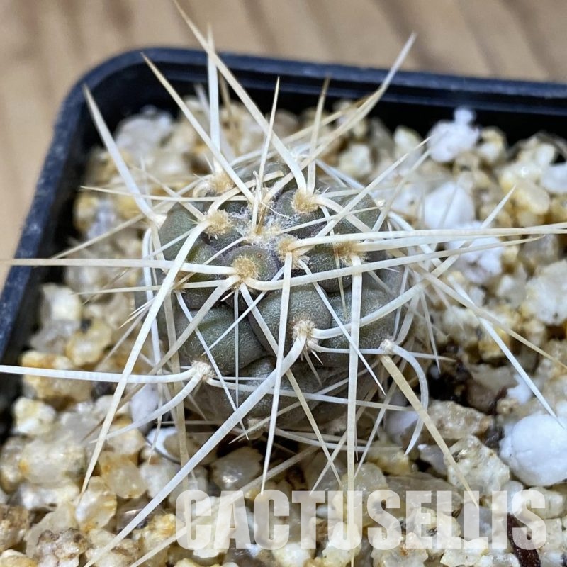 SH30357 Tephrocactus fiambalensis