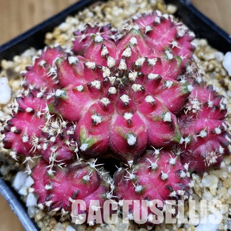 SH30408 Gymnocalycium mihanovichii ‘T-Lux’