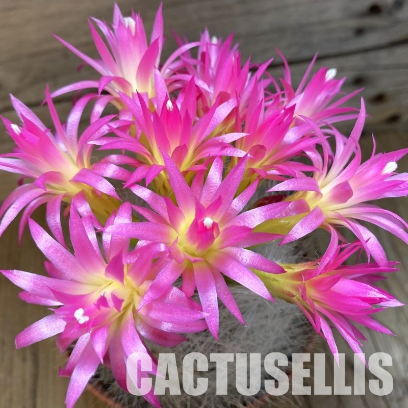 SH30409 Neoporteria senilis