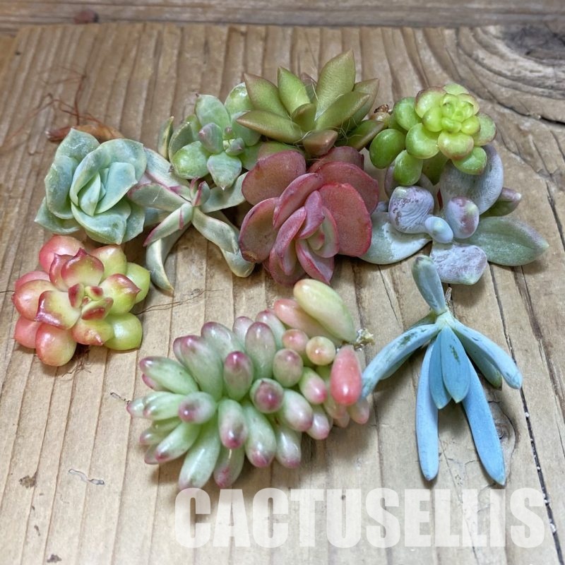 SH30472 Succulents mix, cuted