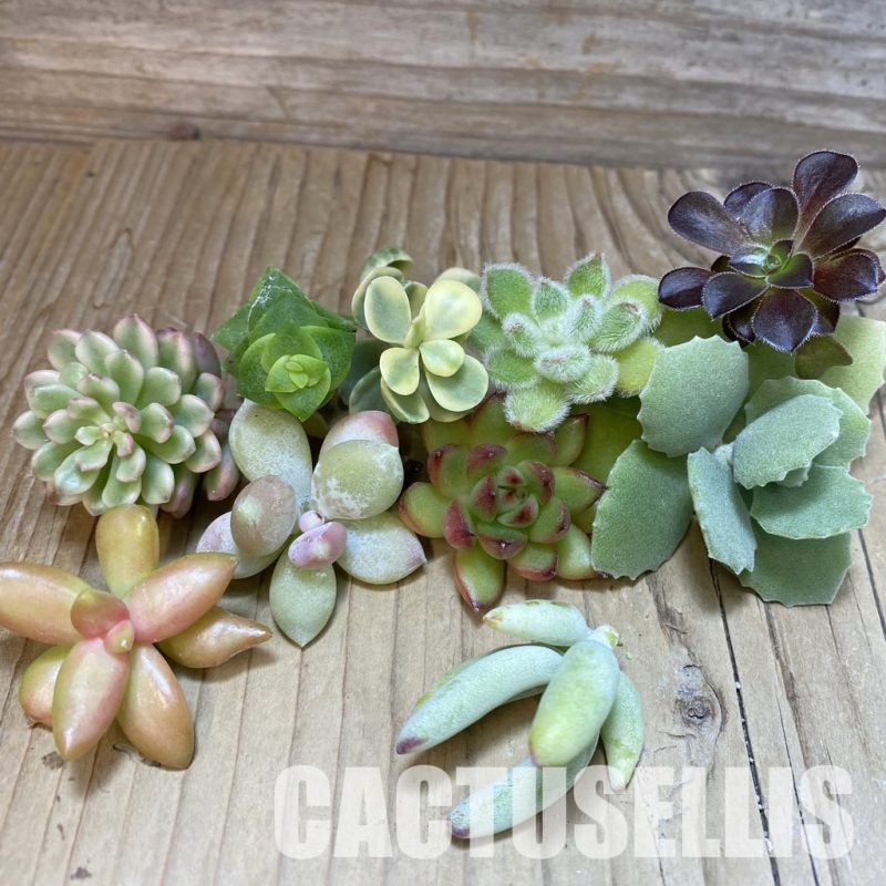 SH30473 Succulents mix, cuted