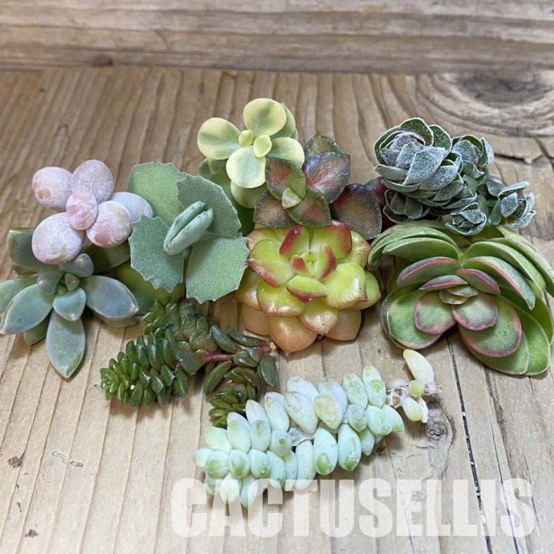 SH30474 Succulents mix, cuted