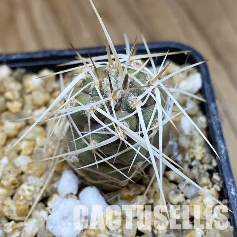 SH30358 Tephrocactus fiambalensis