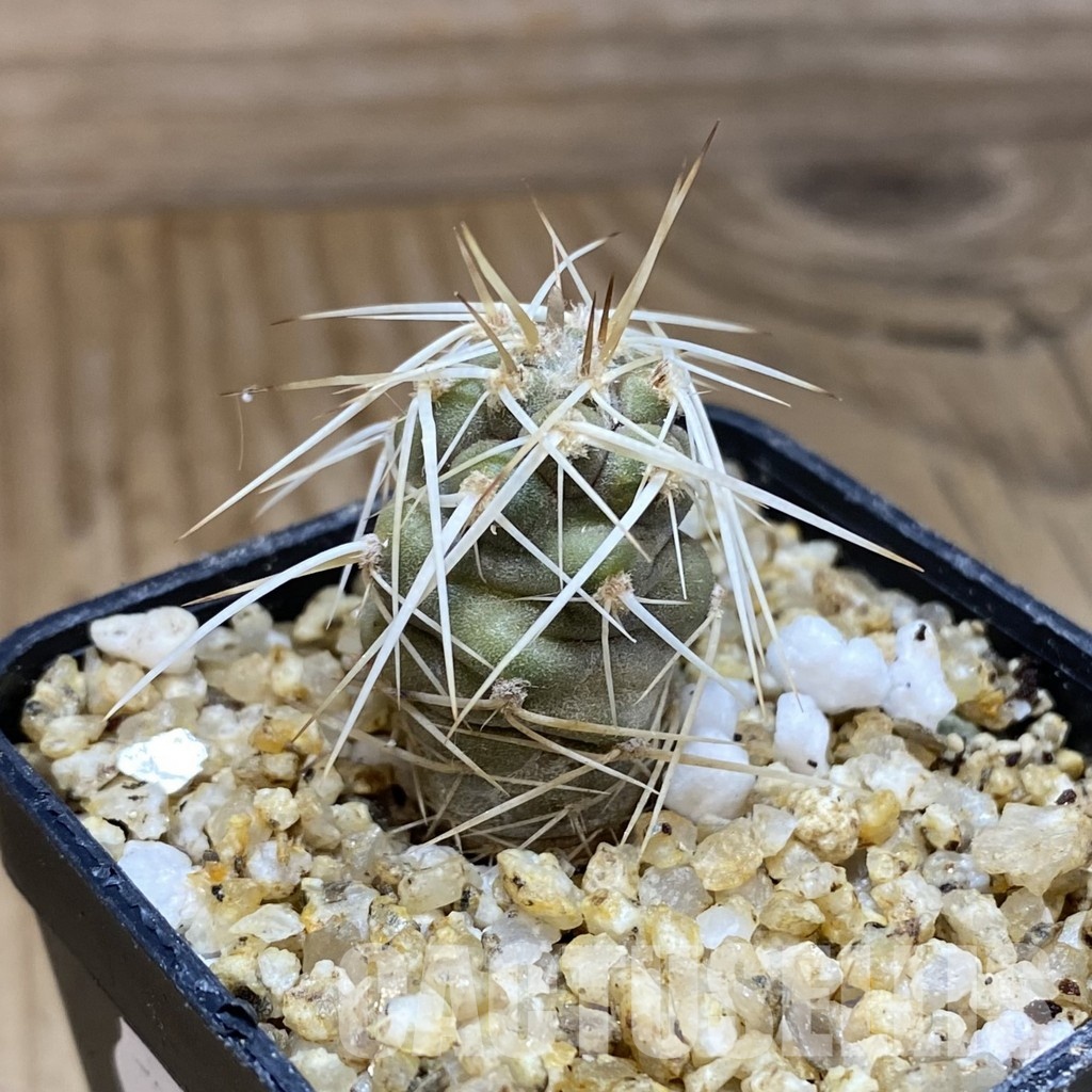 SH30358 Tephrocactus fiambalensis - Image 2