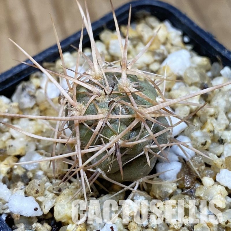 SH30361 Tephrocactus fiambalensis, brown