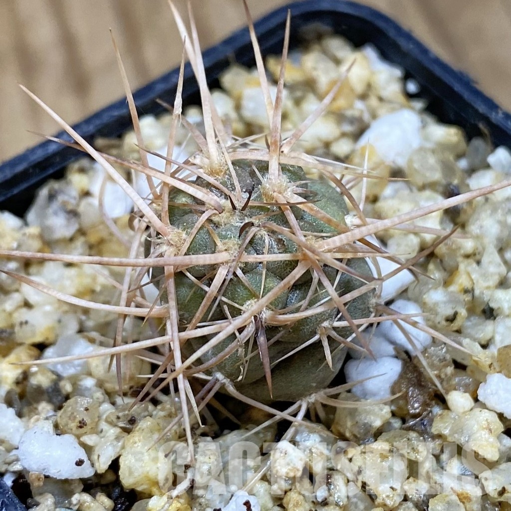 SH30361 Tephrocactus fiambalensis, brown