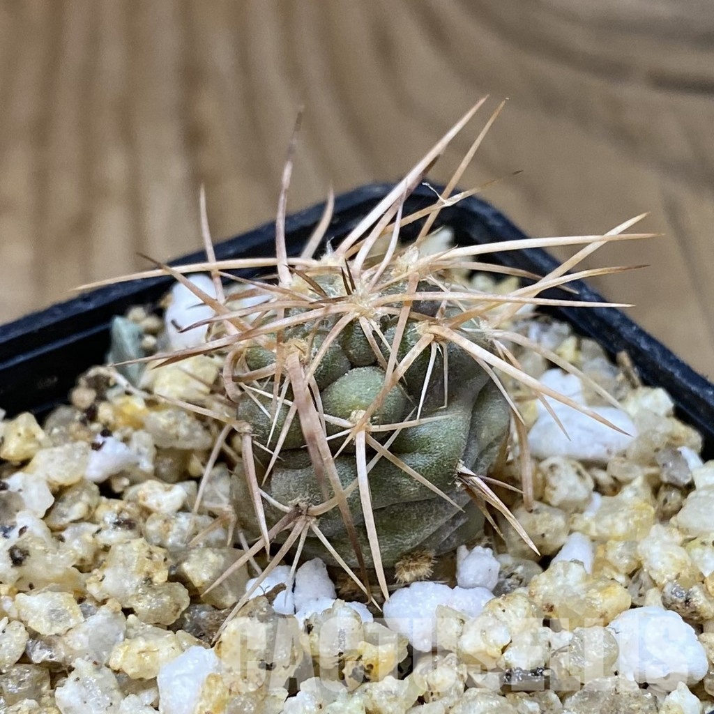 SH30361 Tephrocactus fiambalensis, brown - Image 2