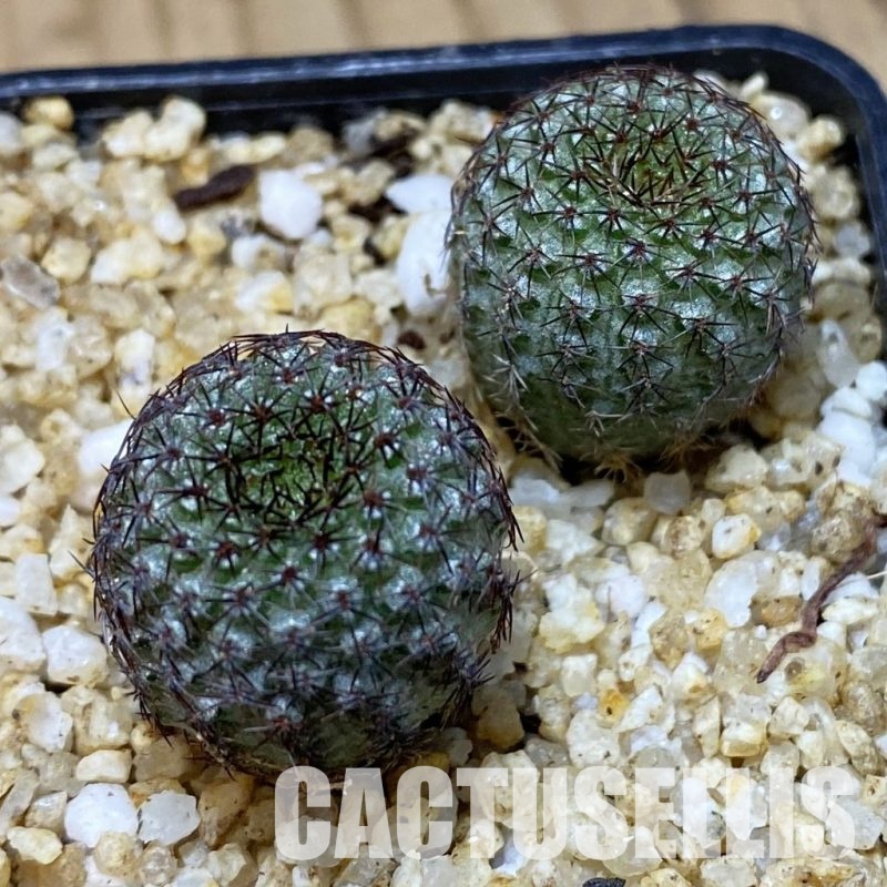 SH30362 Frailea chiquitana, seedling 2 plants