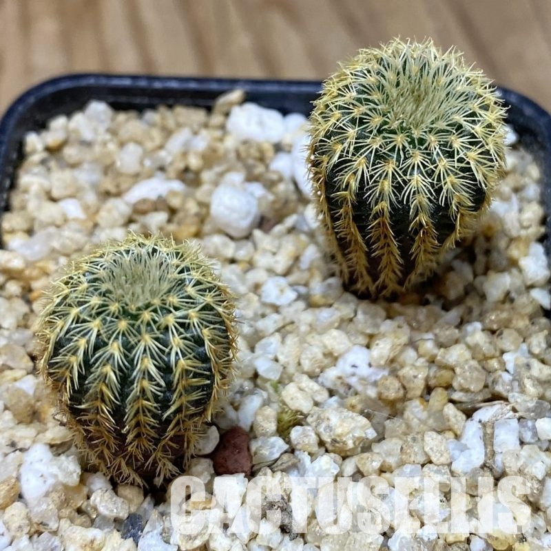 SH30363 Frailea magnifica, seedling 2 plants