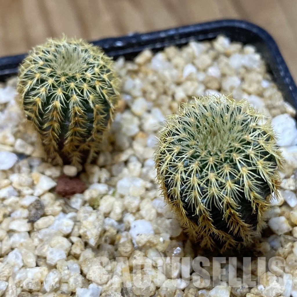 SH30363 Frailea magnifica, seedling 2 plants - Imagen 2