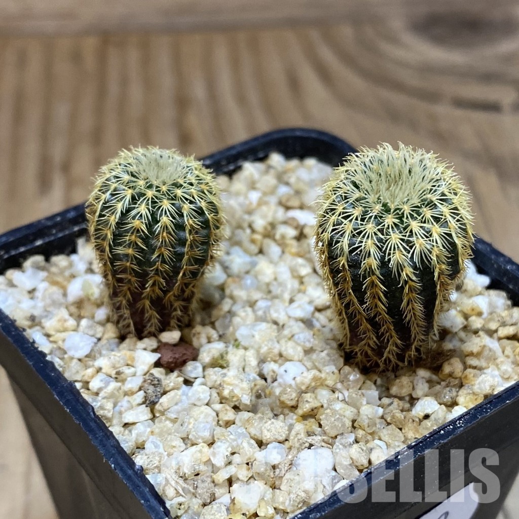 SH30363 Frailea magnifica, seedling 2 plants - Imagen 3