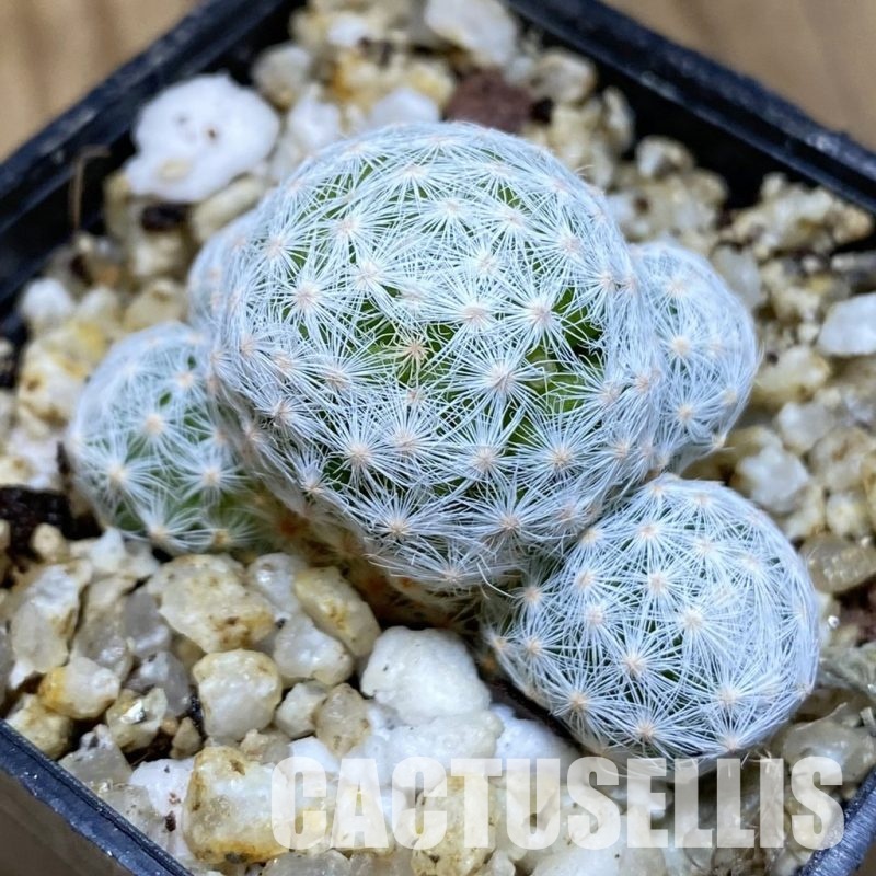 SH30366 Mammillaria humboldtii v. caespitosa
