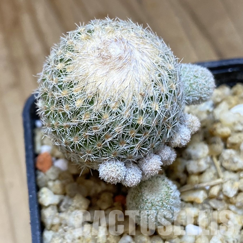 SH30367 Epithelantha micromeris v. polycephala - immagine 2