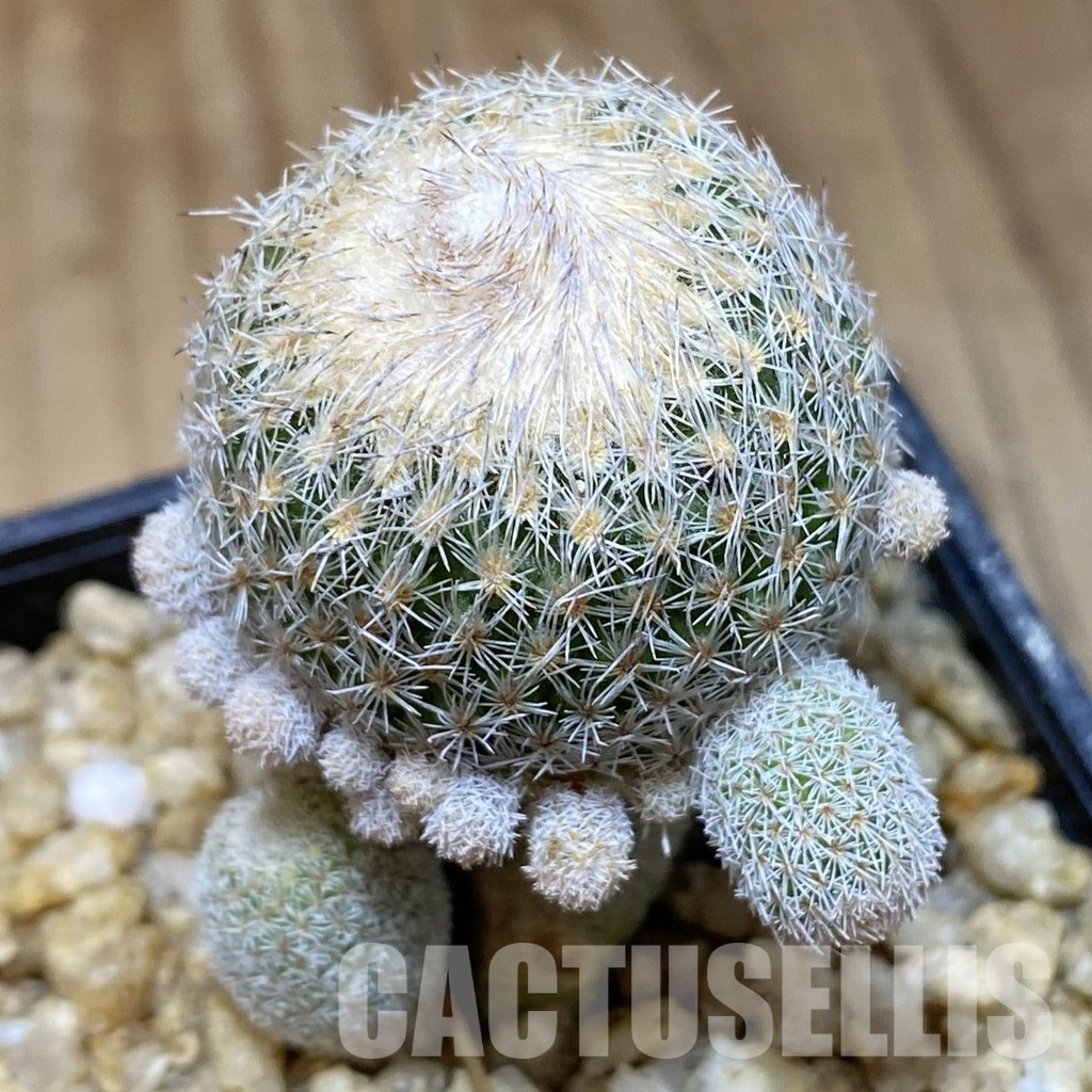 SH30367 Epithelantha micromeris v. polycephala