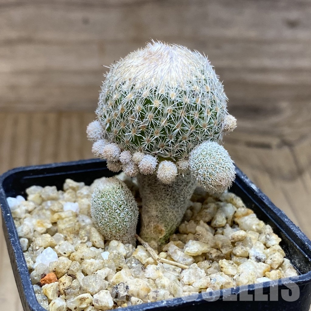 SH30367 Epithelantha micromeris v. polycephala - immagine 3