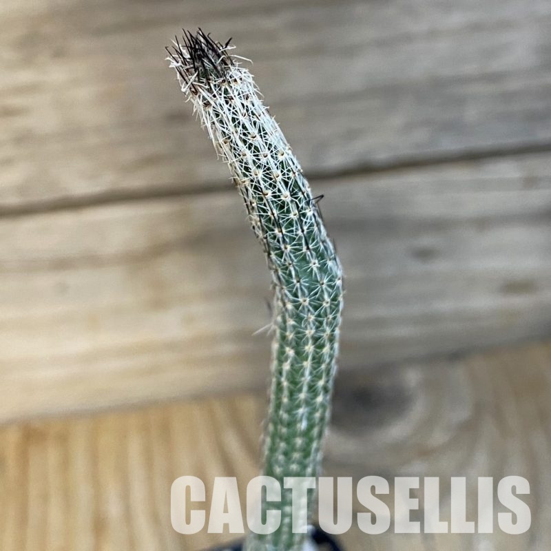 SH30368 Wilcoxia poselgeri