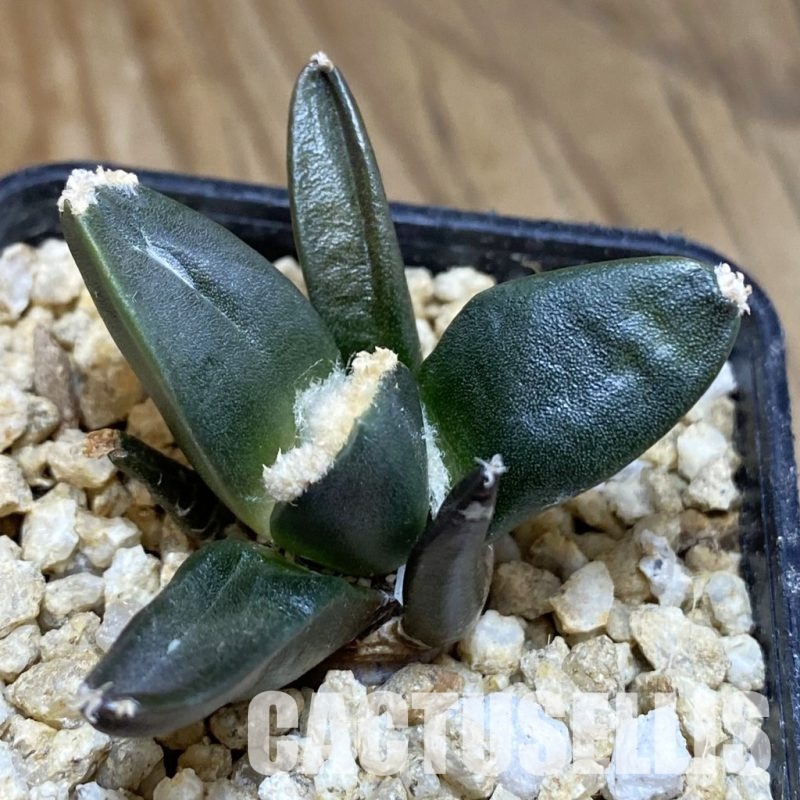 SH30369 Ariocarpus retusus ‘Three Finger’, own roots seedling