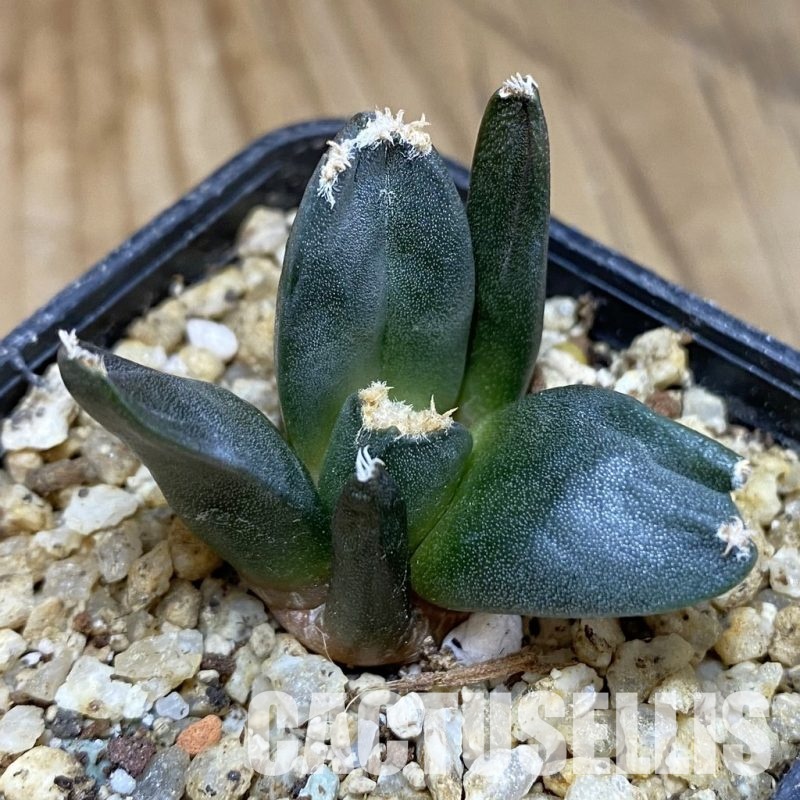 SH30370 Ariocarpus retusus ‘Three Finger’, own roots seedling