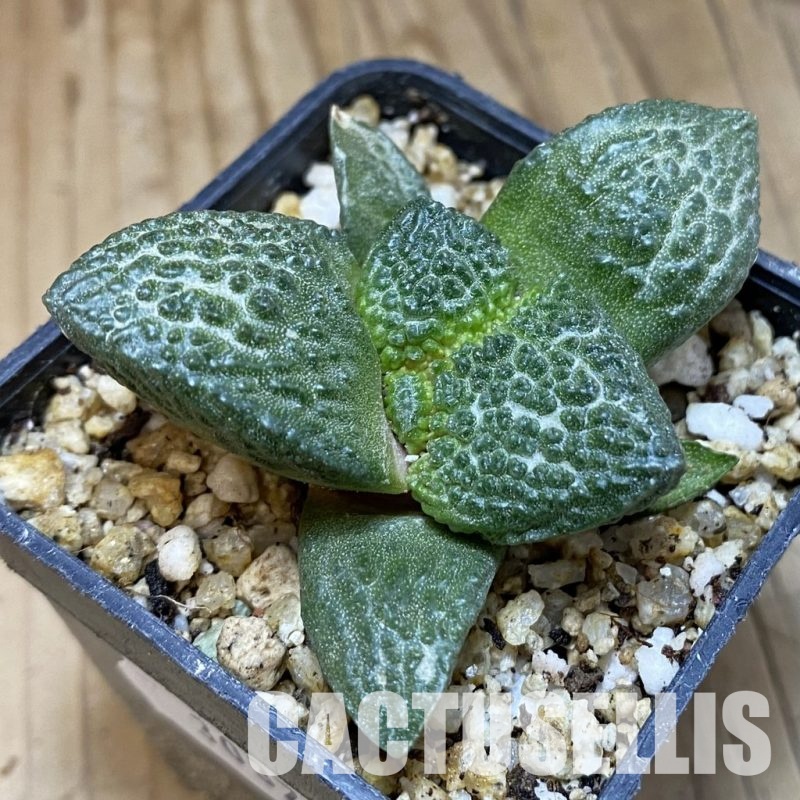 SH30372 Ariocarpus fissuratus ‘Godzilla’ hybrid , own roots seedling