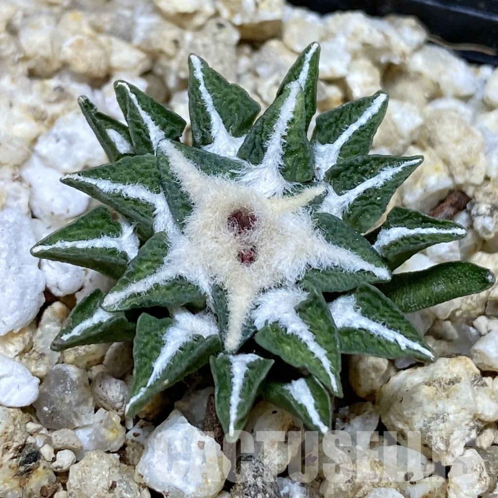 SH30373 Ariocarpus kotschoubeyanus v. macdowellii, own roots seedling
