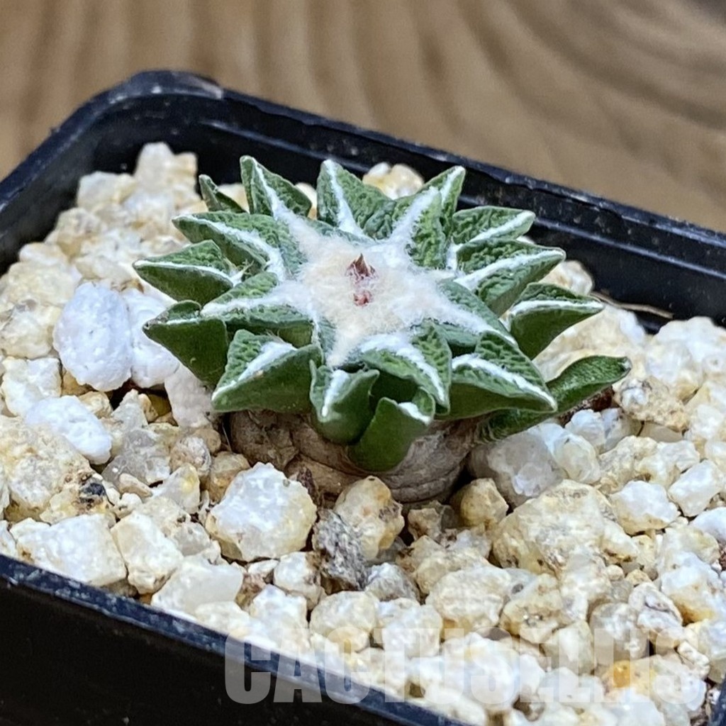 SH30373 Ariocarpus kotschoubeyanus v. macdowellii, own roots seedling - Image 2