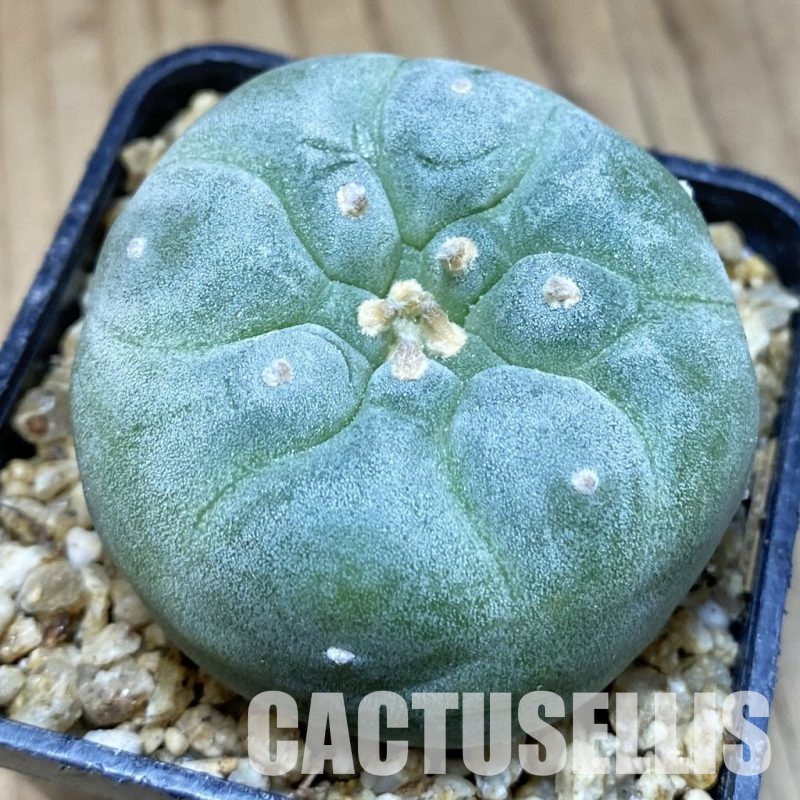 SH30374 Anhalonium frichii ‘Yatagai’, seedling, own roots