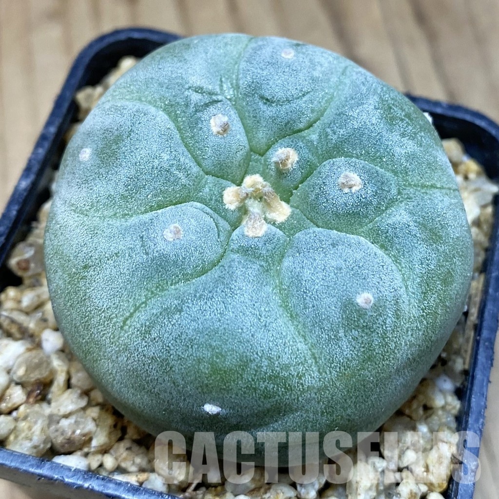 SH30374 Anhalonium frichii ‘Yatagai’, seedling, own roots