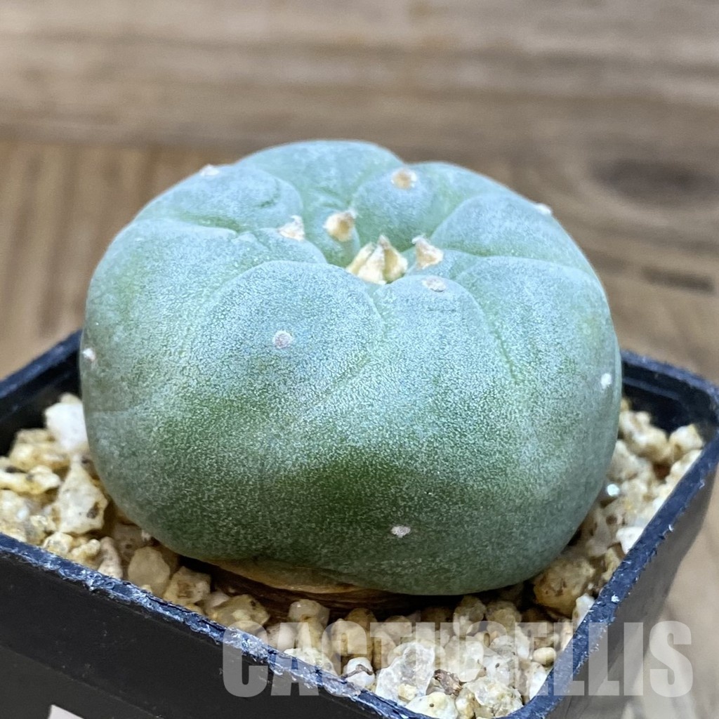 SH30374 Anhalonium frichii ‘Yatagai’, seedling, own roots – Image 2