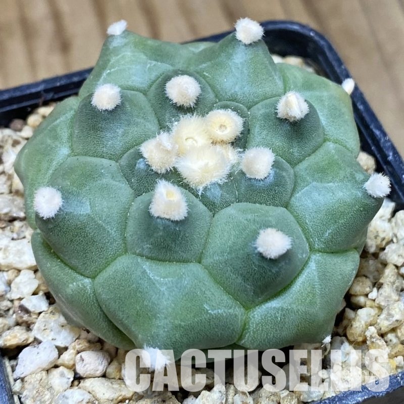 SH30375 Astrophytum asterias ‘Kikko’
