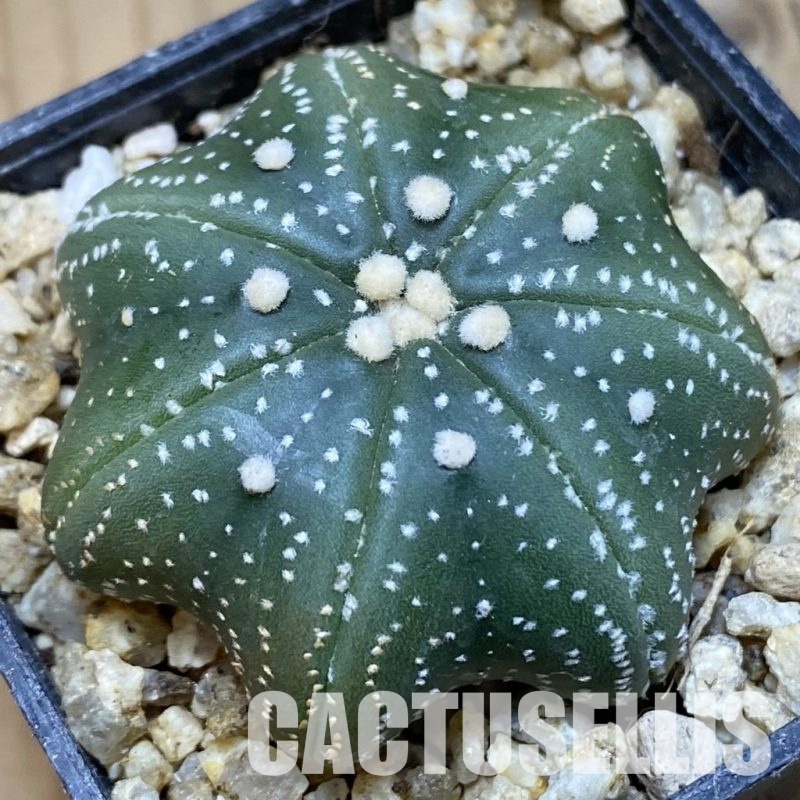 SH30376 Astrophytum asterias ‘Star Shape’, 7-ribs