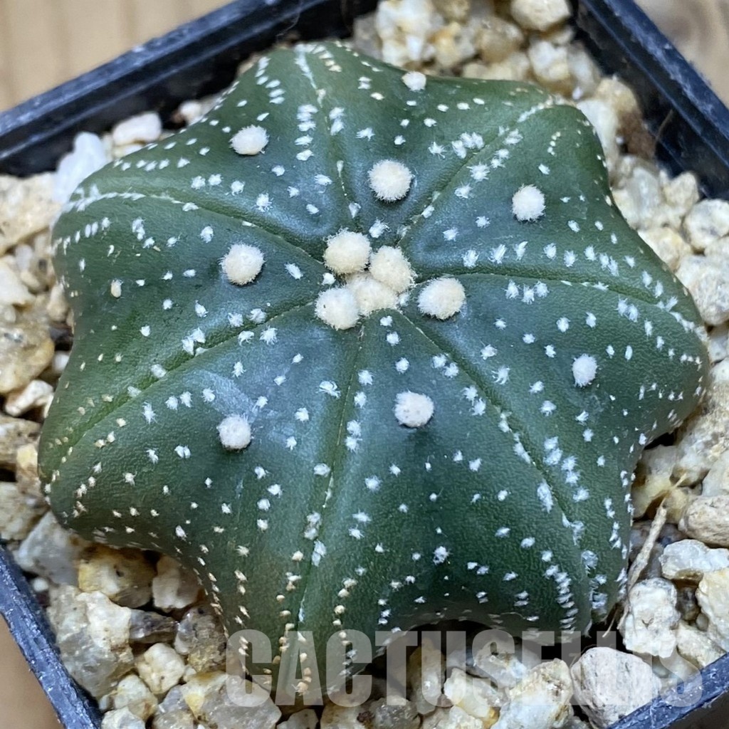 SH30376 Astrophytum asterias ‘Star Shape’, 7-ribs