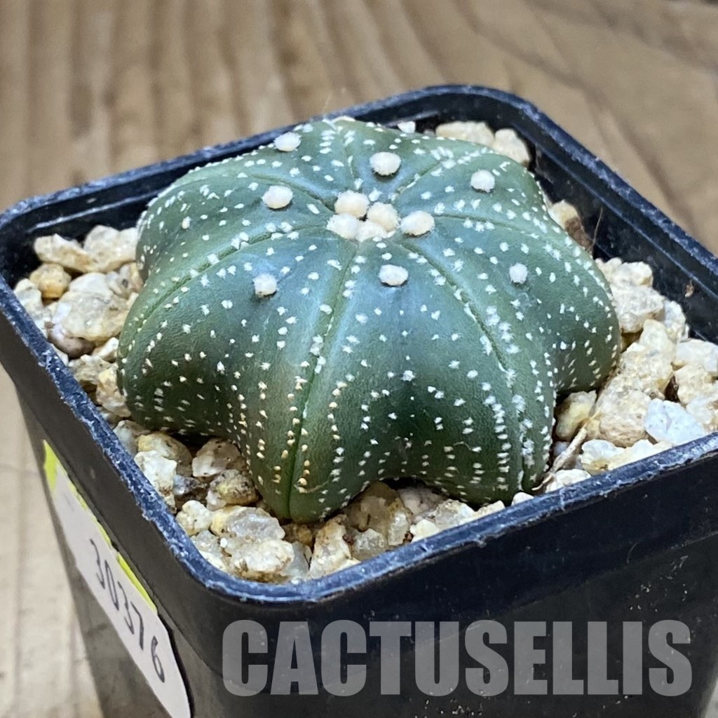 SH30376 Astrophytum asterias ‘Star Shape’, 7-ribs – Image 2