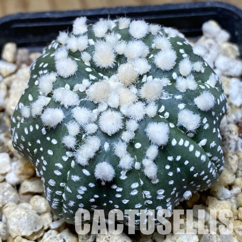 SH30377 Astrophytum asterias ‘Hanazono’