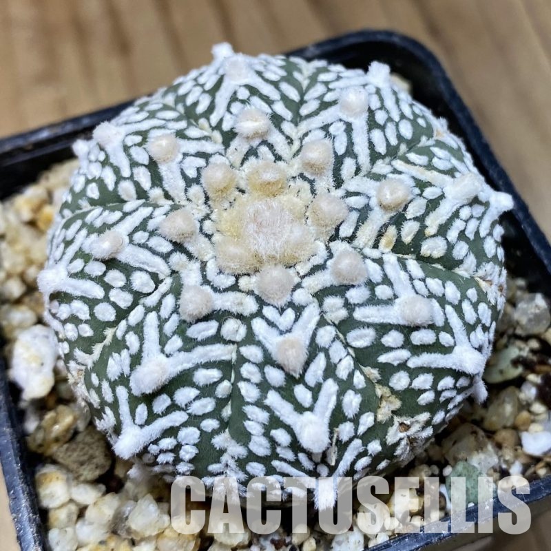 SH30378 Astrophytum asterias ‘Super Kabuto’ V-type