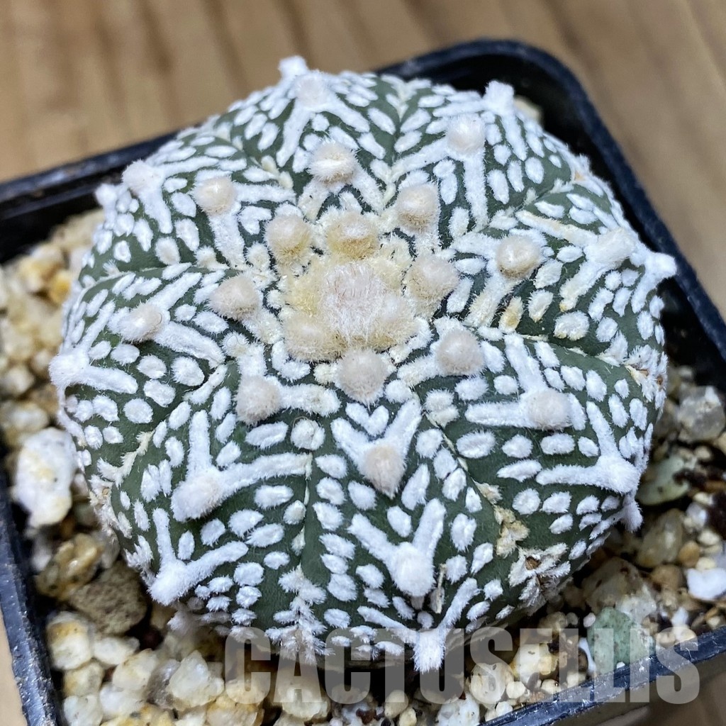 SH30378 Astrophytum asterias ‘Super Kabuto’ V-type