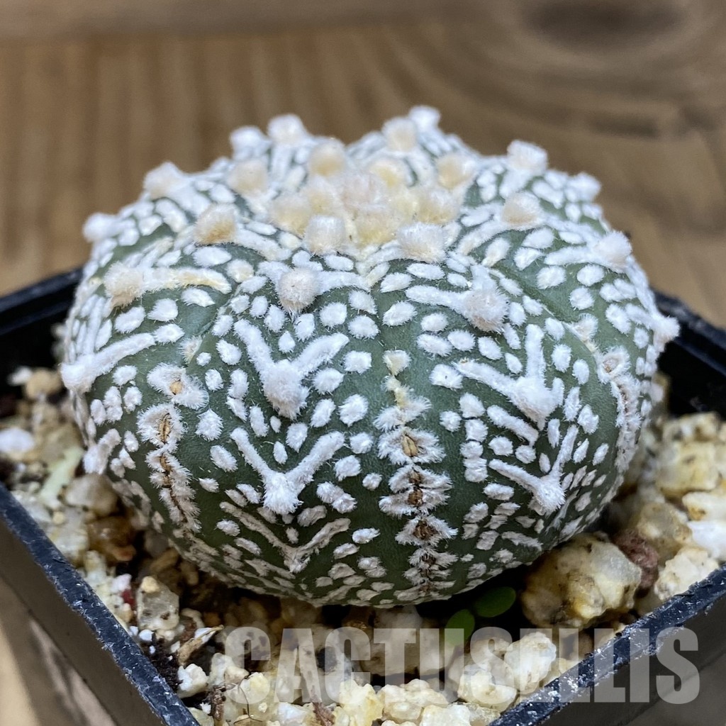 SH30378 Astrophytum asterias ‘Super Kabuto’ V-type – Image 2