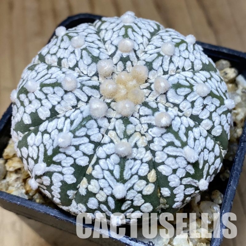 SH30379 Astrophytum asterias ‘Super Kabuto’ V-type