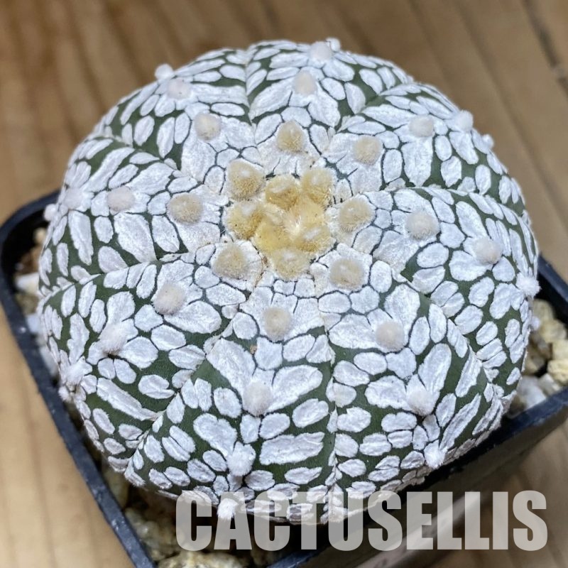 SH30380 Astrophytum asterias ‘Super Kabuto’ V-type