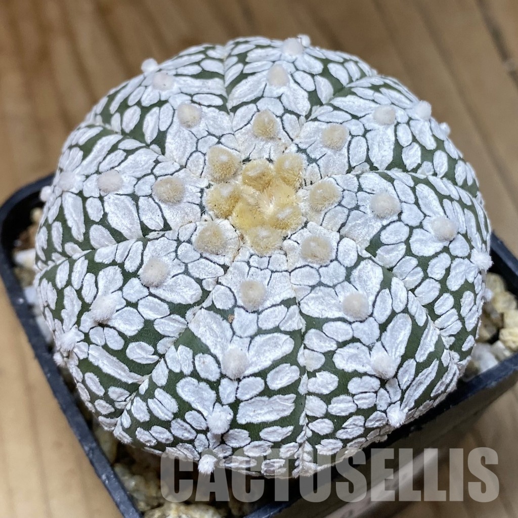 SH30380 Astrophytum asterias ‘Super Kabuto’ V-type