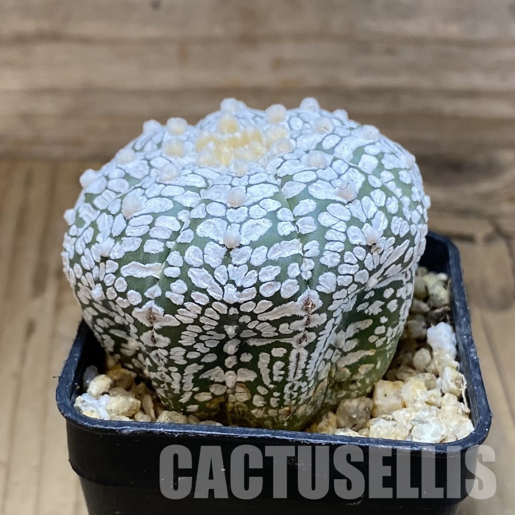 SH30380 Astrophytum asterias ‘Super Kabuto’ V-type – Image 2