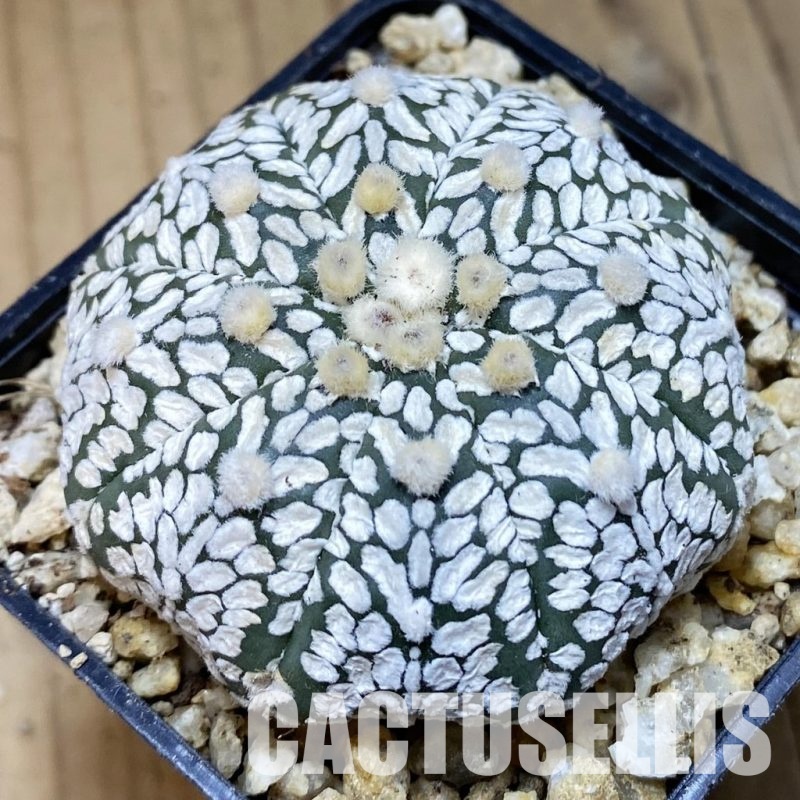 SH30381 Astrophytum asterias ‘Super Kabuto’ V-type