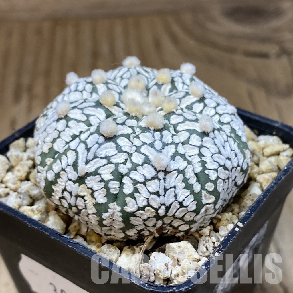 SH30381 Astrophytum asterias ‘Super Kabuto’ V-type – Image 2