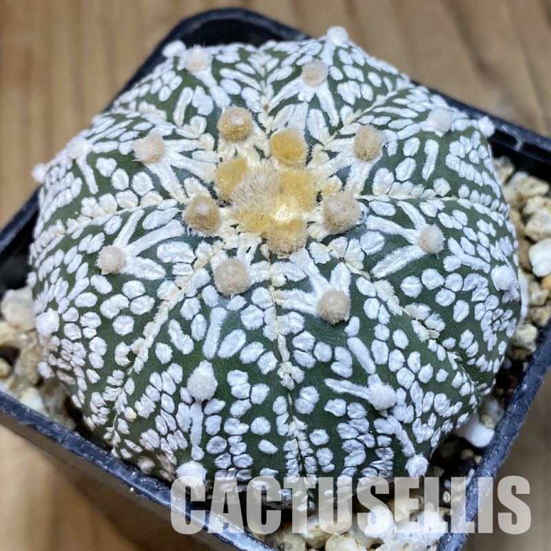 SH30382 Astrophytum asterias ‘Super Kabuto’ V-type