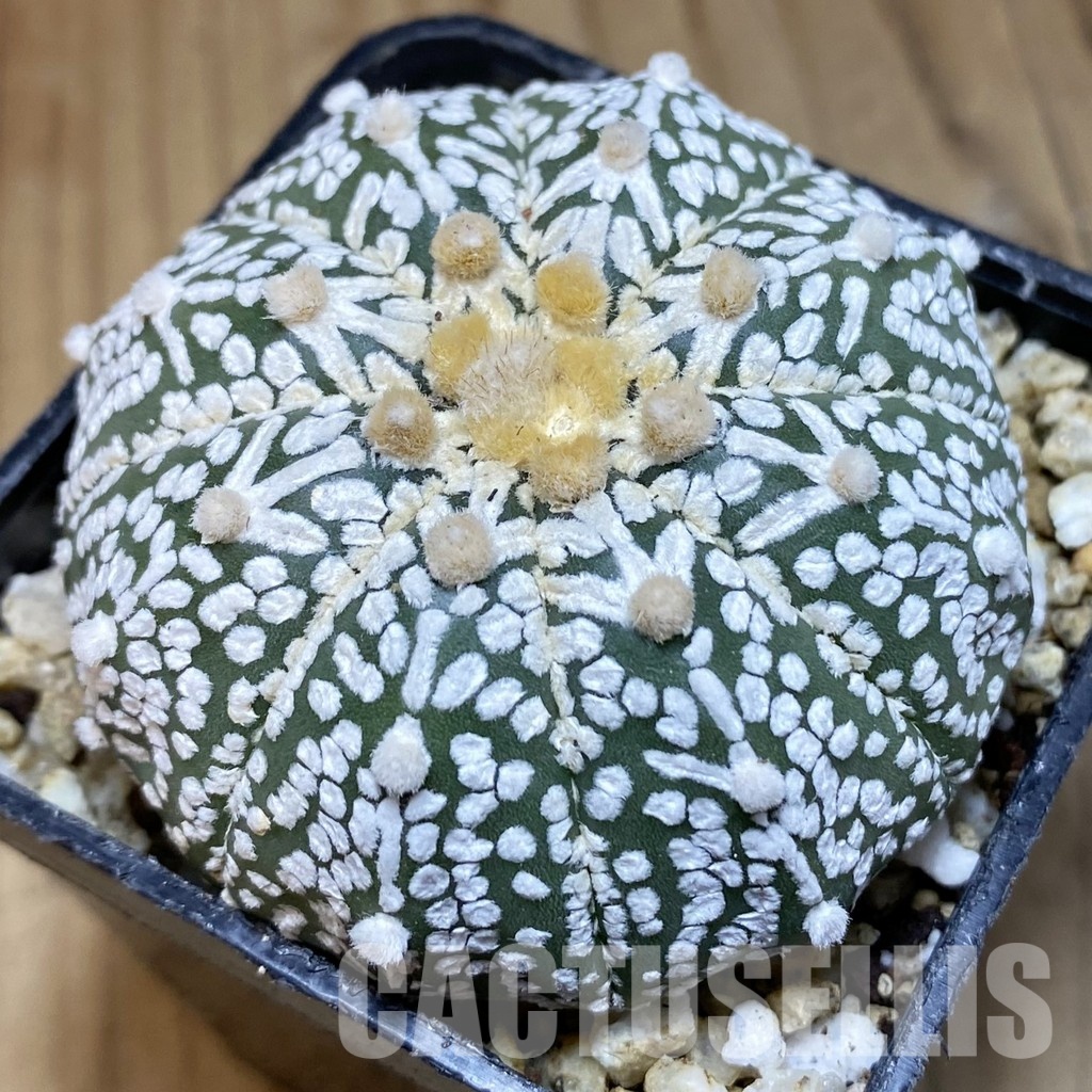 SH30382 Astrophytum asterias ‘Super Kabuto’ V-type