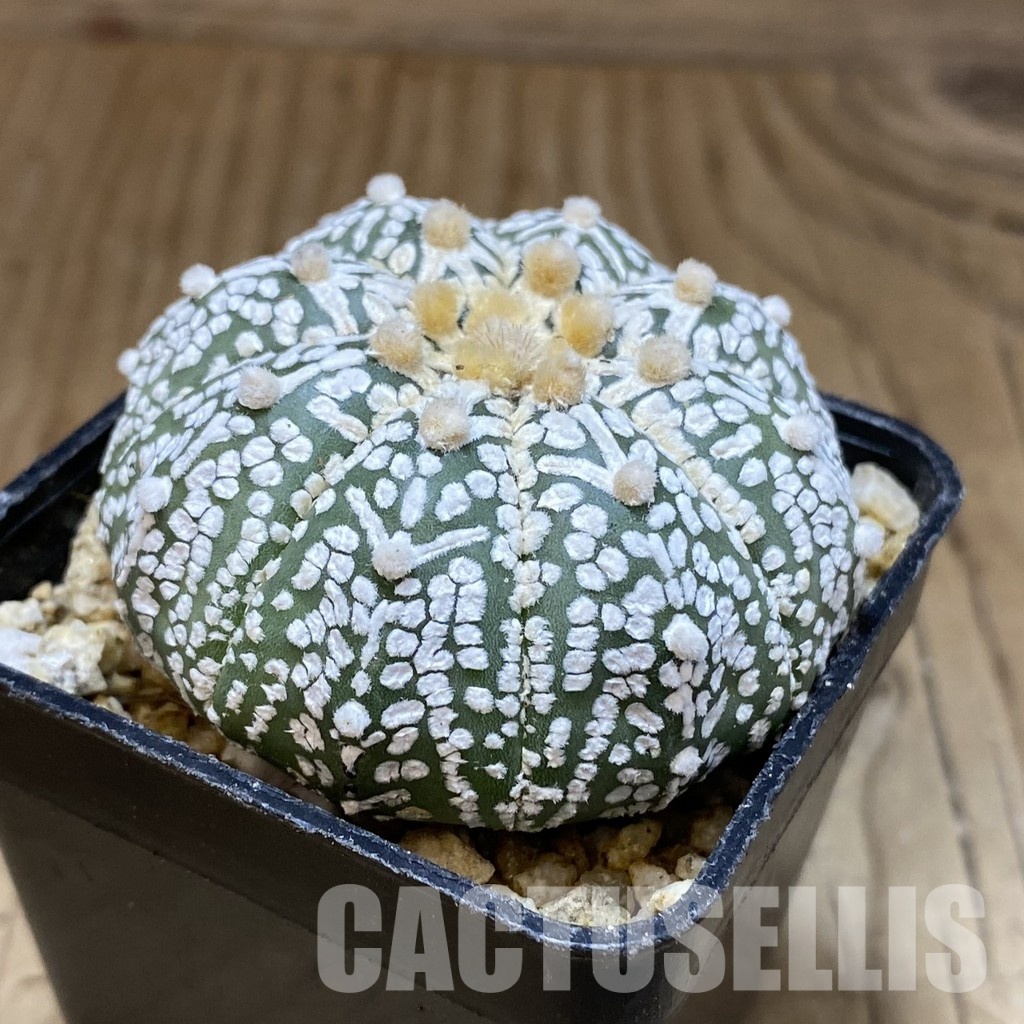 SH30382 Astrophytum asterias ‘Super Kabuto’ V-type - Зображення 2
